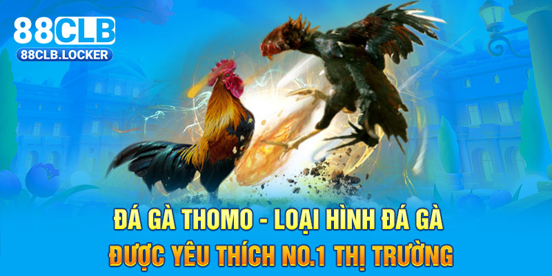 Đá Gà Thomo - Loại Hình Đá Gà Được Yêu Thích No.1 Thị Trường